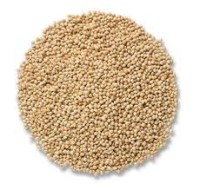 white proso millet bird seed