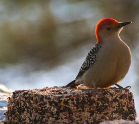 Red-bellied woodpecker feeding on wild bird seed block - make your own