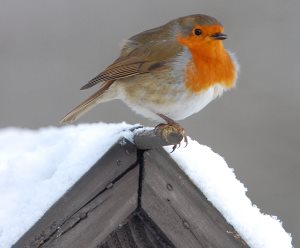 robin on winter bird house plans