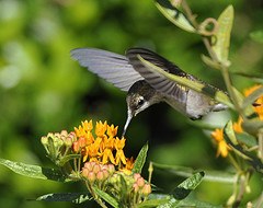 yellow hummingbird flower