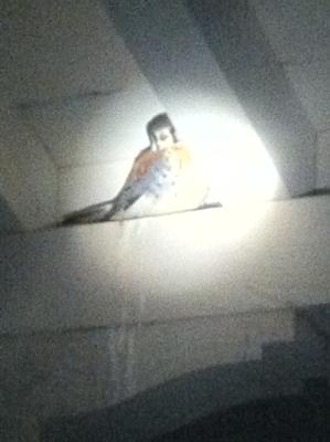 how to ID an American Kestrel from other falcons