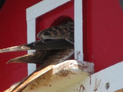 American Kestrel using a bird house