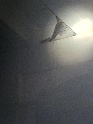 American Kestrel Identification