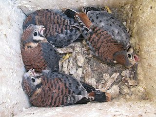 american kestrel nestlings in box