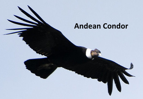 male andean condor flying