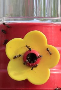 How to Keep Ants Out of Your Hummingbird Feeder