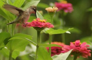 attract hummingbirds with wildflowers