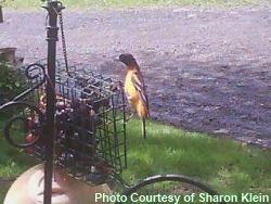 baltimore oriole grape feeder