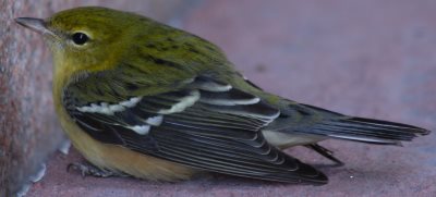 Migrating Bay-Breasted Warbler stunned after hitting city building