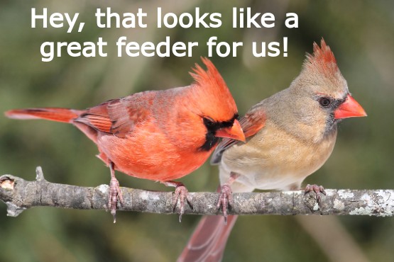 Unique Mangeoire à Cardinal - Unique Cardinal Feeder