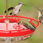 best hummingbird feeders