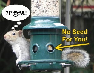 Best Squirrel Proof Bird Feeder Review 2020