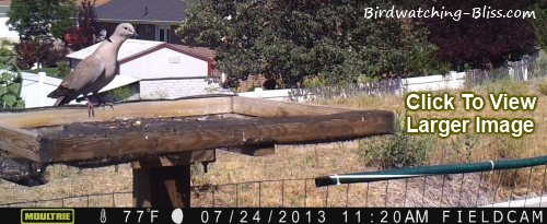 bird feeder cam distance mourning dove