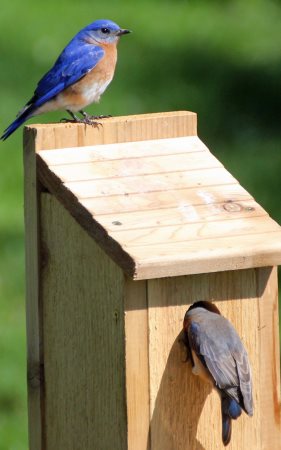 Free Bird House Plans - Bluebird, Purple Martin, Wren, More