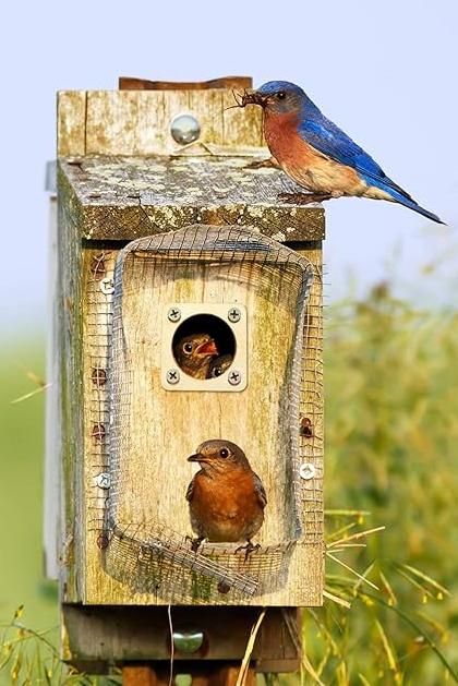 Free Bird House Plans - Bluebird, Purple Martin, Wren, More