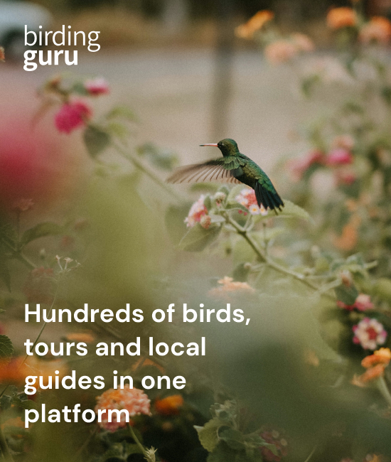 Birding Guru birdwatching tours and vacations