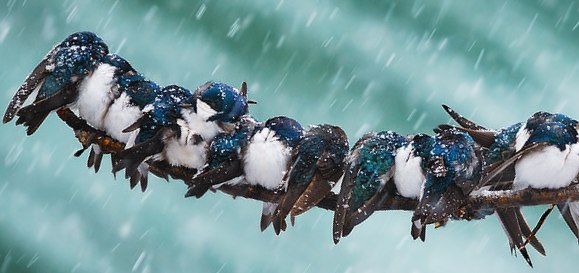 swallows communal roosting huddling to survive the extreme cold  