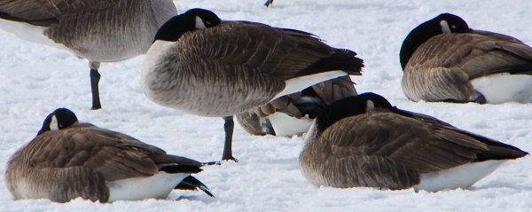 birds tuck beaks into feathers to survive the cold