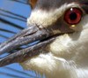 black crowned night heron magnification