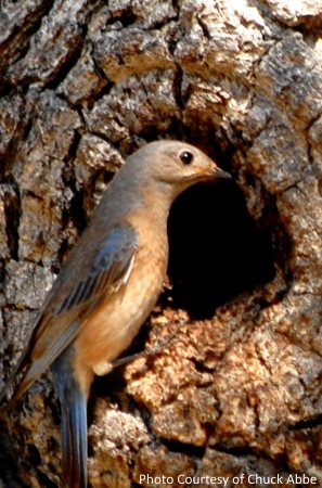 Free Bluebird House Plans Multiple Designs Free Bluebird House Plans Multiple, Troyer S Sparrow Resistant Bluebird House Plans