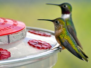 Broad-tailed hummingbirds or Black-chinned male on feeder