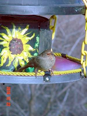 California Towhee Bird Identification