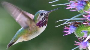 Calliope Hummingbird in a flower garden
