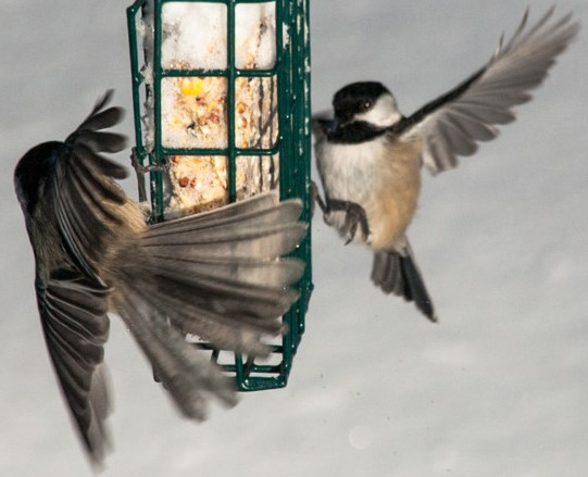 suet helps black capped chickadees survive the cold