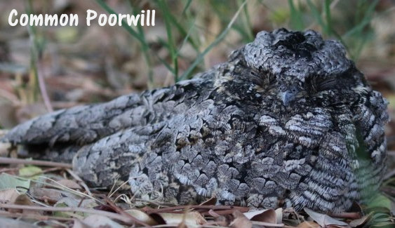 common poorwill hibernation