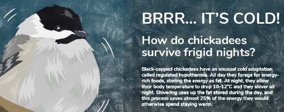 when birds get cold the lower their body tempertaure called regulated hypothermia