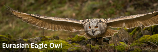 eurasian eagle owl