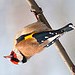 european goldfinch