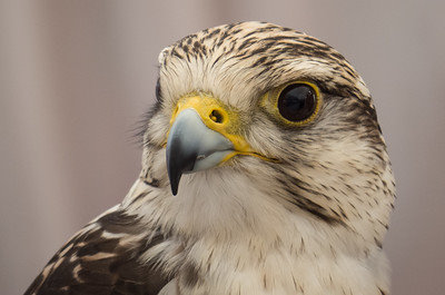 falcon hawk bird id