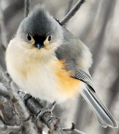 down feathers help birds stay warm in winter tufted titmouse