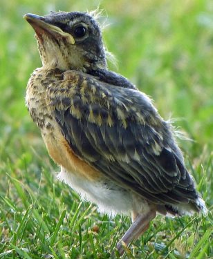 Diverse Family: Bratt Mockingbird Is Raising Baby Blue Jay 