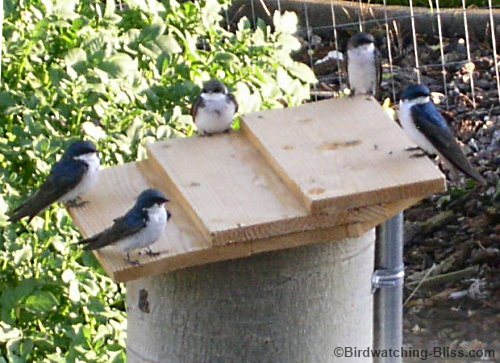 Free Bird House Plans Bluebird Purple Martin Wren More Free Bird House Plans Bluebird