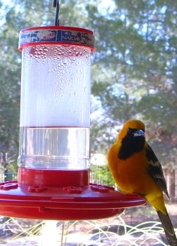 Hooded Oriole at a hummingbird feeder