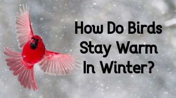 how do birds stay warm in winter northern cardinal