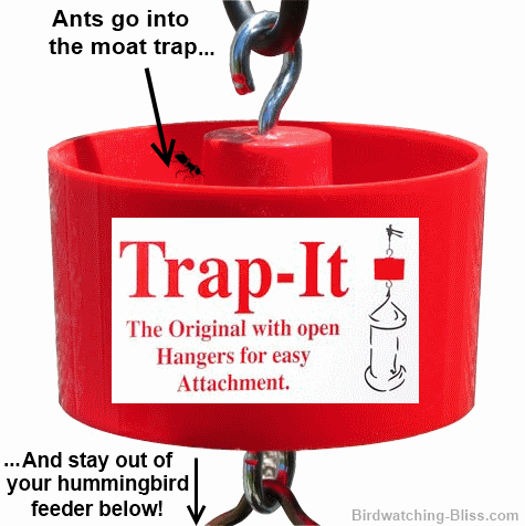 Ant Trap Naturally Stops Ants Ant Moat Hummingbird feeders Ant Prevention 