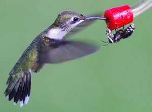 how to keep bees and wasps out of hummingbird feeder