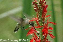 hummingbird flowers