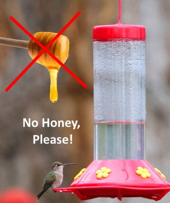 Hummingbird Food Recipe: Make Your Own