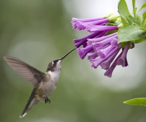 Hummingbird Food Recipe - Make Your Own Nectar!