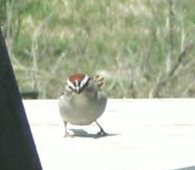 male Chipping Sparrow bird ID