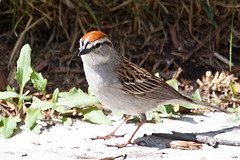 male Chipping Sparrow breeding plumage