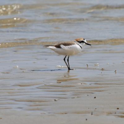 male Kentish Plover bird identification Charadrius alexandrinus