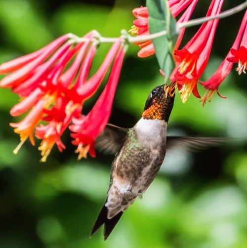 Male Ruby-throated Hummingbird feeding from red flowers