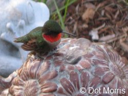 Male Ruby-throated Hummingbird in Bird Bath