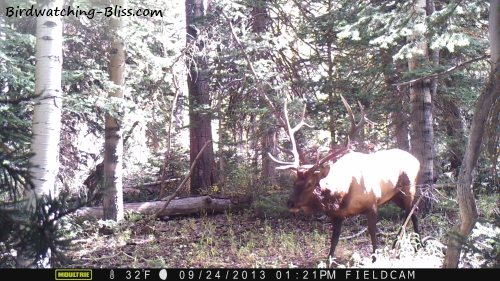 Best Spots To Hang A Trail Camera