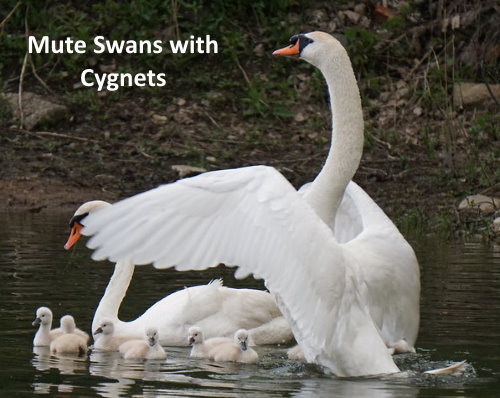 mute swan with cygnets